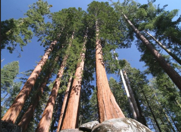 Visitors To The Tallest In The World’s Tree Must Pay $5,000.