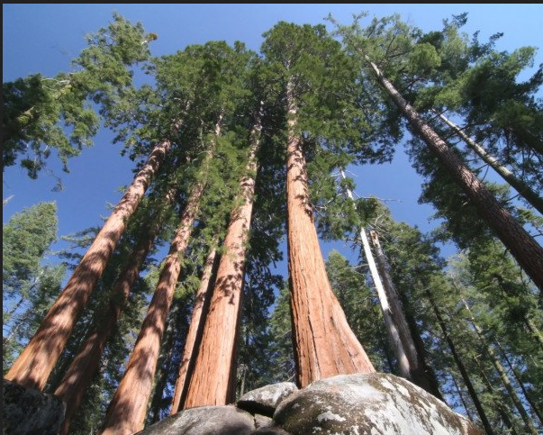 Visitors To The Tallest In The World's Tree Must Pay $5,000.